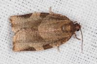 Choristoneura hebenstreitella