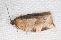 Choristoneura hebenstreitella