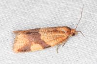 Zelotherses ferugana