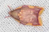 Carcina quercana