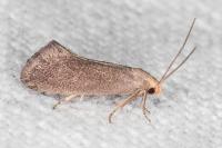 Elachista pigerella