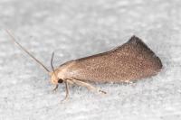 Elachista pigerella