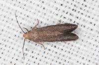 Elachista pigerella
