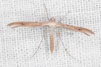 Stenoptilia