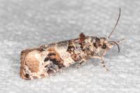Lobesia botrana