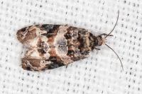 Lobesia botrana