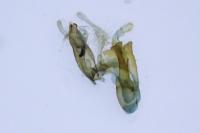 Aproaerema cinctella