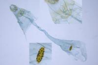 Agonopterix scopariella