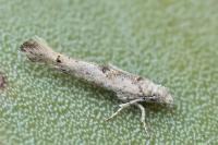 Zelleria oleastrella