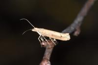 Ypsolopha ustella