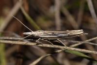 Ypsolopha mucronella