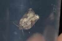 Acleris schalleriana