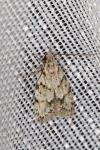 Symmoca signatella