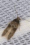 Blastobasis glandulella