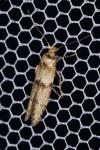 Blastobasis phycidella