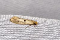 Tinea trinotella