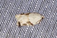 Acleris kochiella