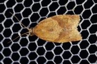 Clepsis consimilana