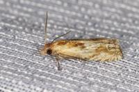 Eucosma