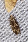 Zeiraphera isertana