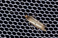 Parahyponomeuta egregiella