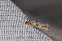 Paraswammerdamia nebulella
