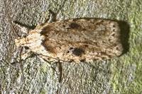 Agonopterix arenella