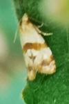 Phalonidia contractana