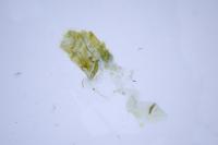 Depressaria radiosquamella