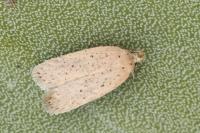 Agonopterix