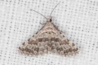 Alucita palodactyla