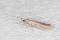 Coleophora