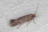 Stomopteryx spathulella