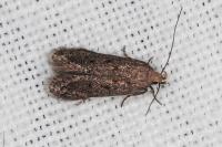 Stomopteryx spathulella