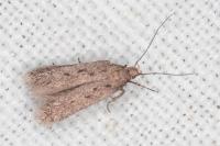 Stomopteryx spathulella