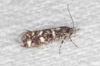 Denisia lutea