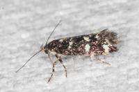 Denisia lutea