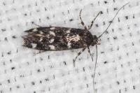 Denisia lutea