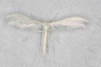 Pterophorus pentadactylus