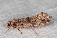 Morophaga choragella