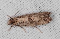 Morophaga choragella