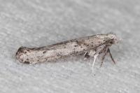 Paradoxus osyridellus