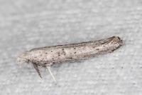 Paradoxus osyridellus