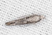 Paradoxus osyridellus