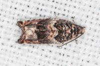 Gypsonoma imparana/minutana