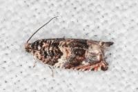 Gypsonoma imparana/minutana