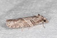 Eana clercana