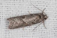 Eana clercana