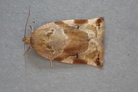 Archips xylosteana
