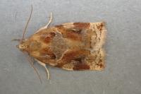 Archips xylosteana